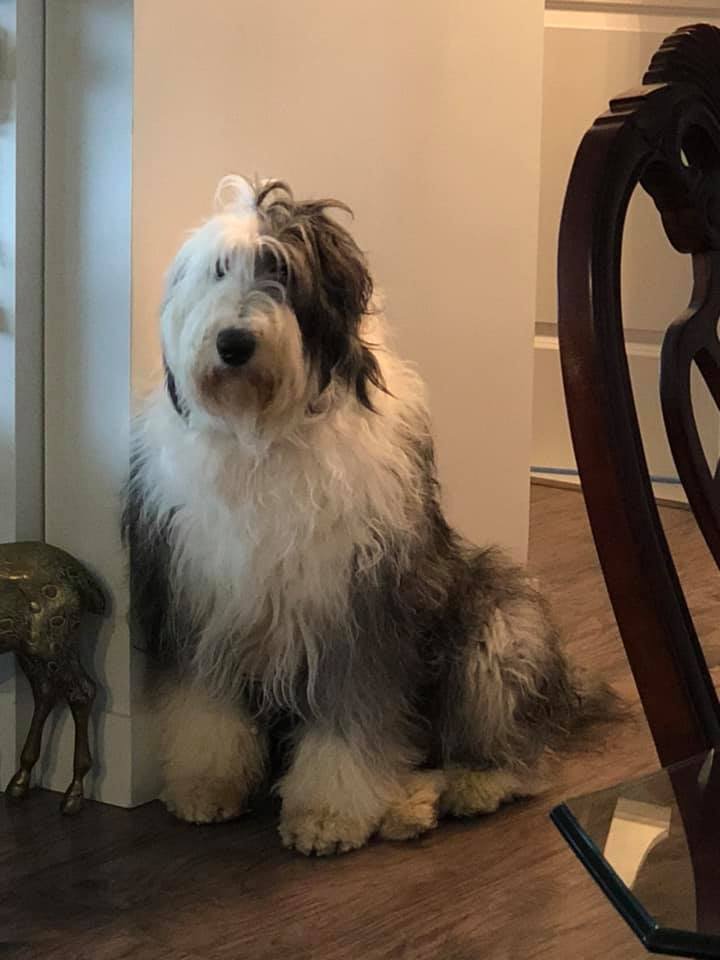 Long-haired dog with a thick, full coat sitting indoors
