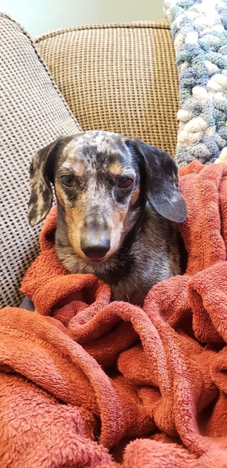 Dachshund resting quietly on a soft blanket