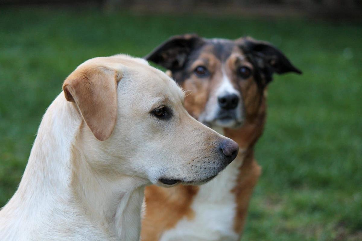 Two healthy dogs side by side outdoors on a sunny lawn