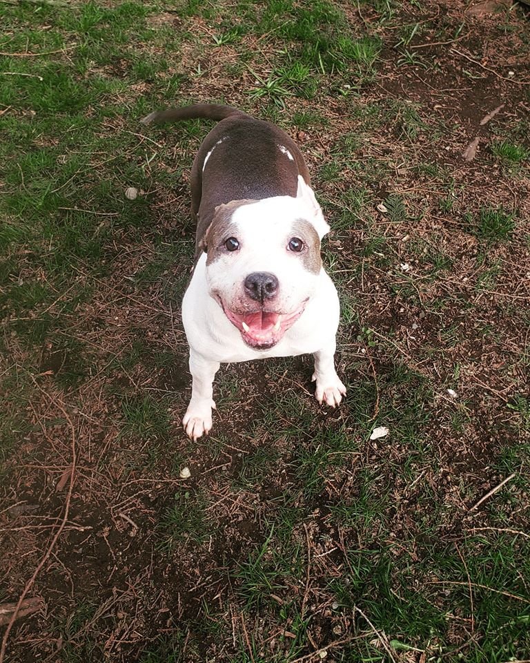 Lean, healthy dog sitting on the grass and looking up at the camera