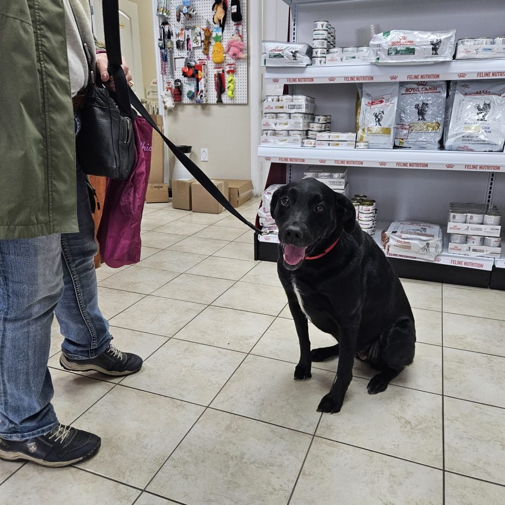 Pet owner with a black dog inside City Petcare Hospital & Urgent Care