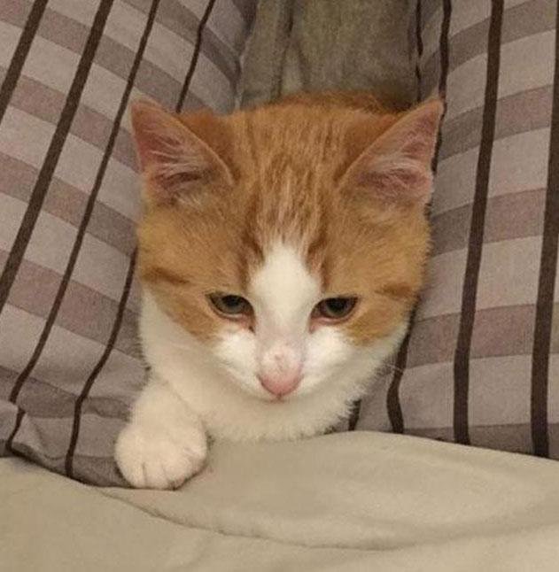 Cat resting on a cushion at home