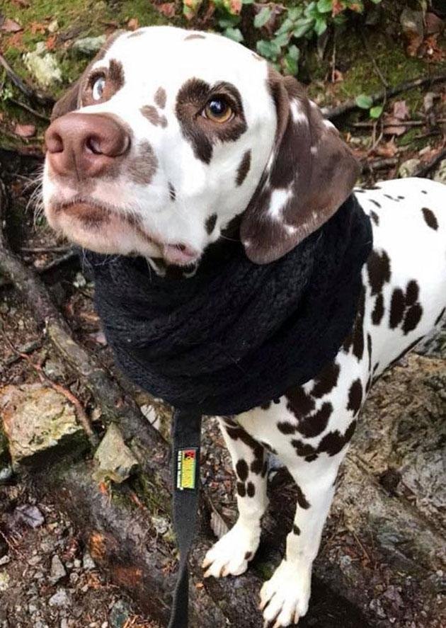 Dalmatian wearing a neck warmer out on a forest trail