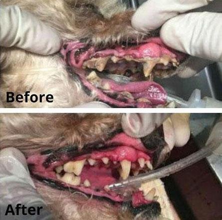 Before-and-after photos of a dog's teeth and gums, showing tartar removed during a dental cleaning