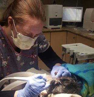 Veterinary team member in a mask working on a dog under anaesthesia in Surrey, BC